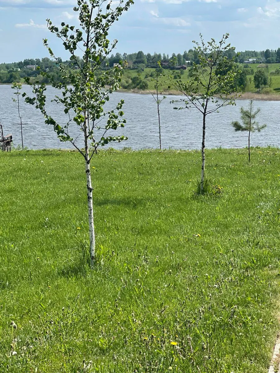 Берёзы у воды